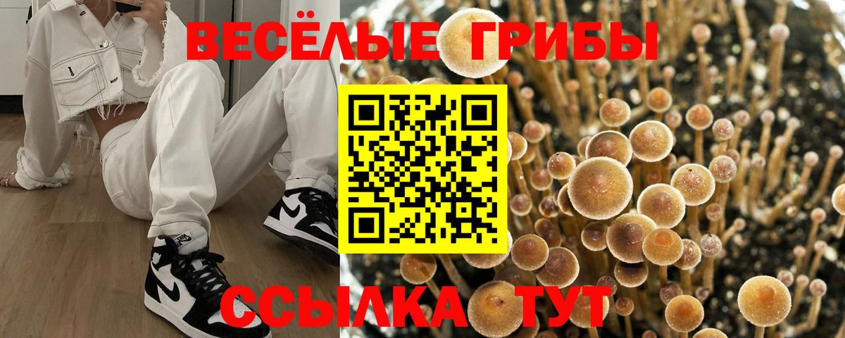 Псилоцибиновые грибы Cubensis Анжеро-Судженск